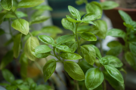 closeup of base plant in a potの写真素材