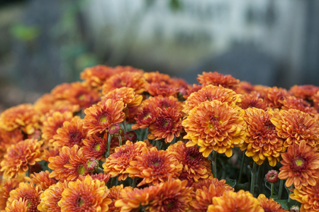 closeup of orange chrysanthemums flowers in the cemeteryの写真素材