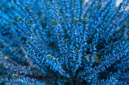 closeup of blue heather flowers in autumnの写真素材