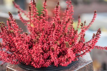 closeup of red heather flowers in autumnの写真素材