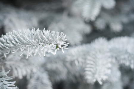 closeup of artificial snow on christmas tree の写真素材