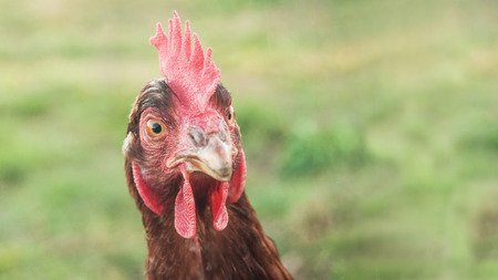 portrait of chicken in a Traditional free range poultry farmingの写真素材