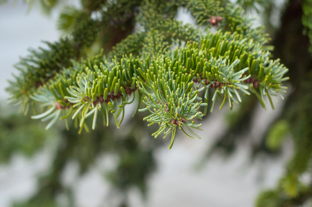 closeup of fir branch in christmas treeの写真素材