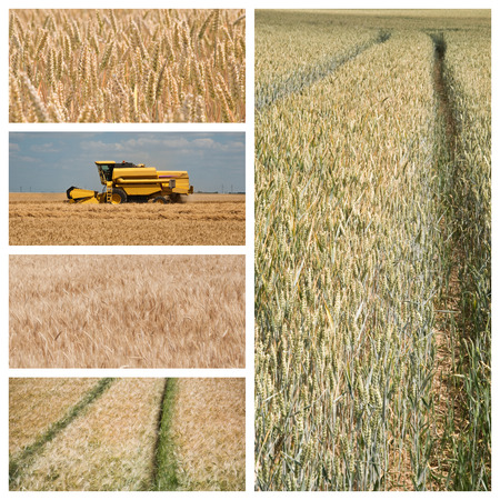 collection of various wheat field collageの写真素材