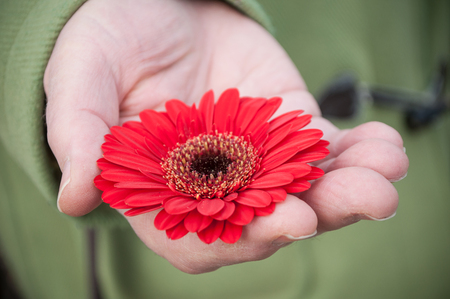 closeup of red gerbera in woman hand in outdoor の写真素材
