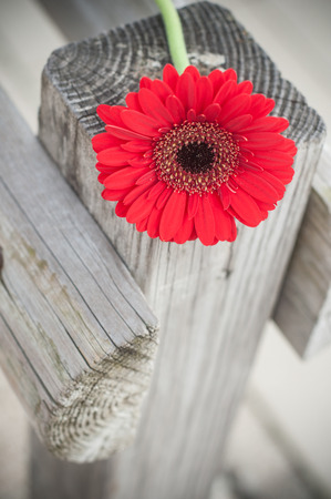 closeup of red gerbera on wooden fence in outdoor の写真素材