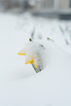 closeup of daffodils covered by snow in public gardenの写真素材