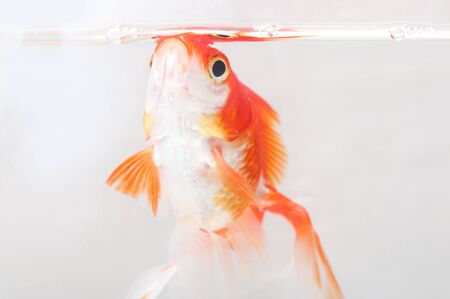 portrait of goldfish in transparent jarの写真素材