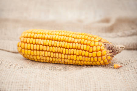 closeup of dried corncob
 on hessian backgroundの写真素材