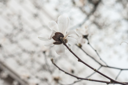 closeup of white magnolia grandifolia flowers at springの写真素材