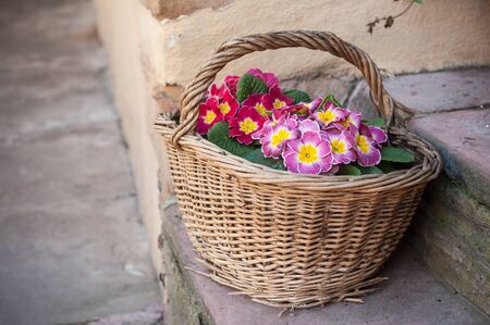 closeup of colorful primroses in a wooden basket in the street decoration の写真素材