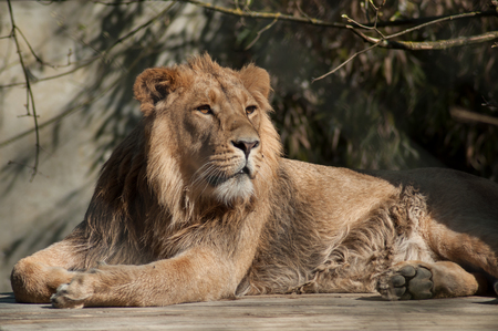 portrait of lion sitting at the zooの写真素材