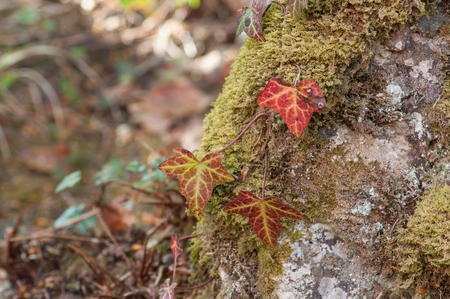 Closeup of red ivy leaves on rock in the forestの写真素材