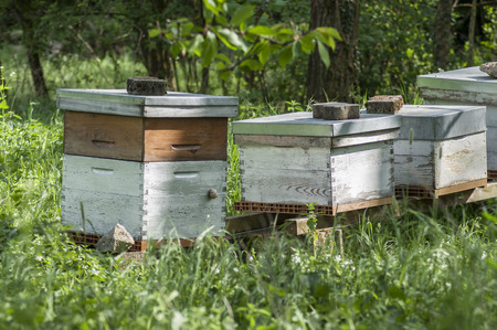 Group of blue wooden beehives in a green meadow at spring