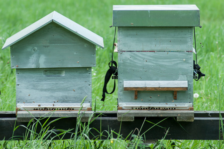 group of blue wooden beehives in a green meadow at spring の写真素材
