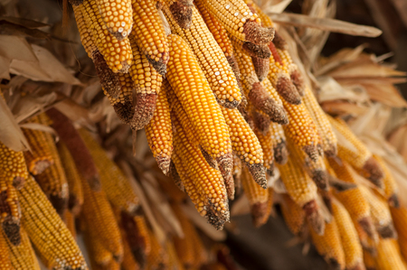 closeup of  ears of corn alignment suspended at window in an alsatian villageの写真素材