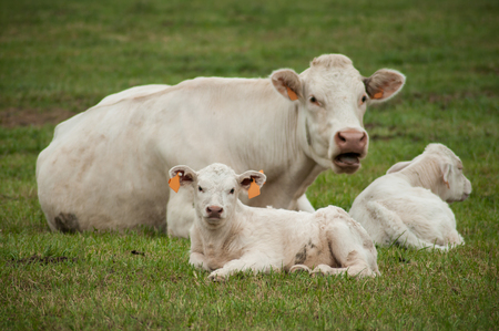 group of white cow and veal in a meadowの写真素材
