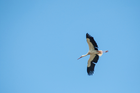 portrait of stork flying on blue sky backgroundの写真素材