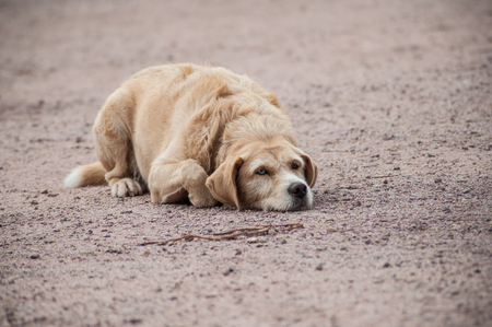 portrait of brown stray dog lying in the street looking another dogの写真素材