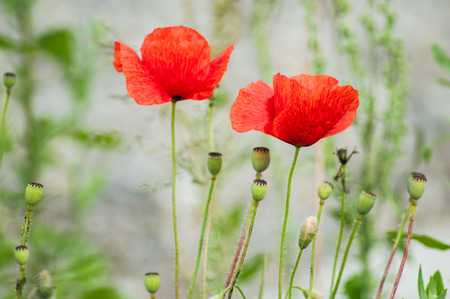 Closeup of poppies in a meadow at springの写真素材