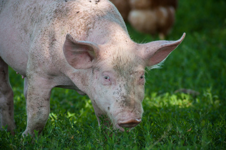 Portrait of free pig in a meadow