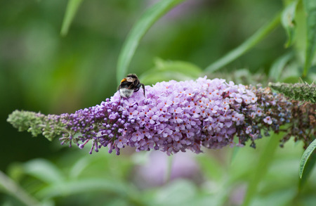 closeup of bee on Buddleja davidii flower