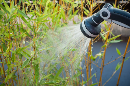 closeup of bamboo tree watering in a japanese gardenの写真素材
