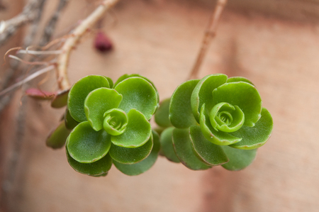 closeup of succulent plant in terra cotta potの写真素材