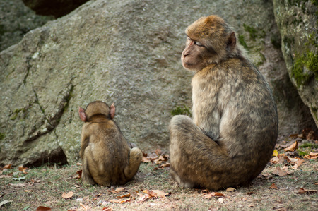 portrait of two macaques near rock in the forest