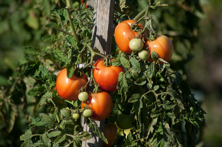 closeup  of tomatoes in a green house