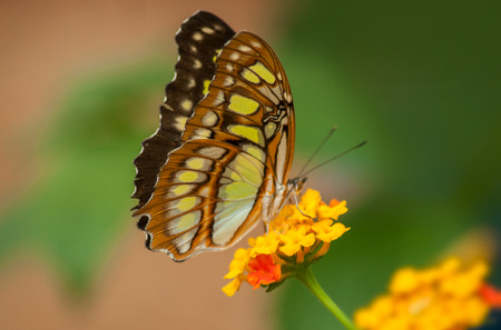 closeup of beautiful butterfly on orange lantana in a tropical green house