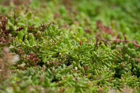 closeup of succulent plant texture in public garden