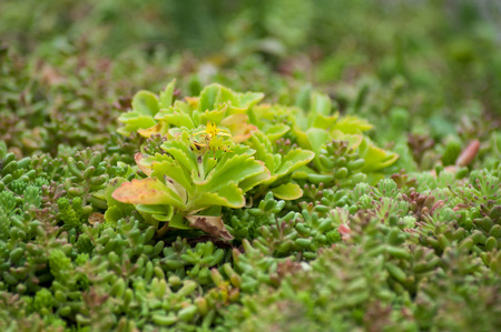 closeup of succulent plant in a public garden - Sedum reflexum
