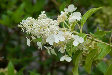 closeup of white hortensia in a public garden