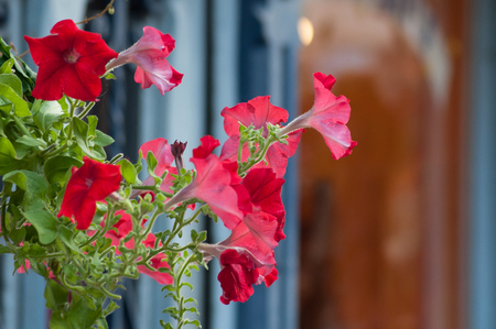 closeup of red petunia on house facade in colmarの写真素材