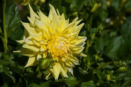 closeup of yellow dahlia in a gardenの写真素材