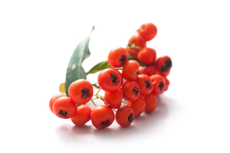 closeup of red pyracantha berries on white background