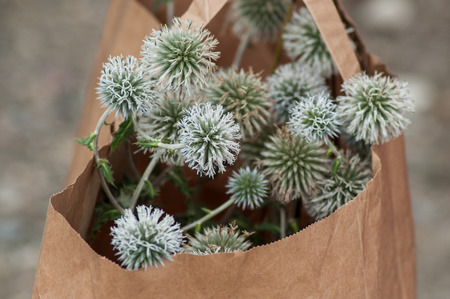 closeup of autumnal thistles  in a paper bagの写真素材
