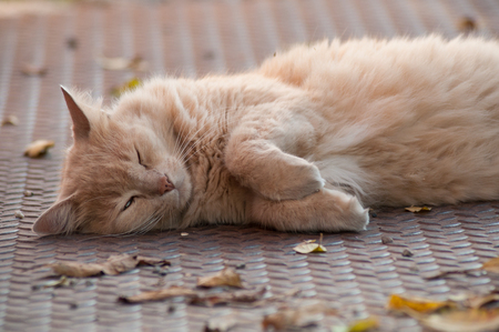portrait of ginger angora cat lying in outdoor in the streetの写真素材
