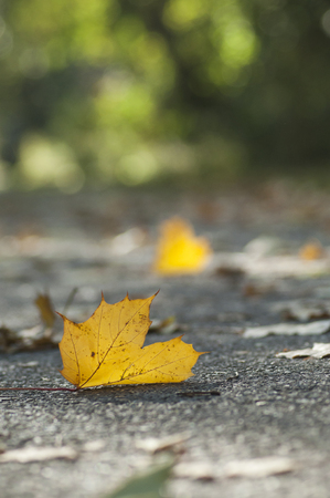 closeup of autumnal maple leaves on the road in urban parkの写真素材