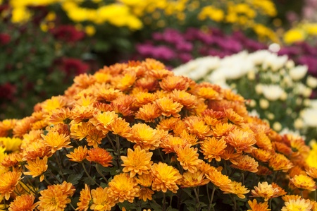 closeup of colorful chrysanthemums at gardening storeの写真素材