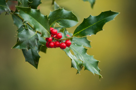 closeup of red berries on ilex  aquifolium branch  in urban parkの写真素材