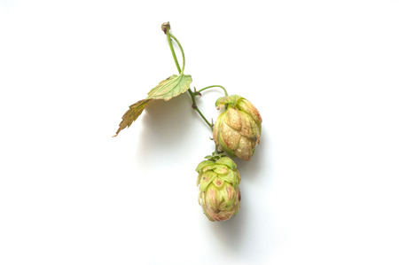 closeup of wild hop flower on white background