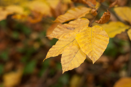 closeup of autumnal beech leaves in the forest