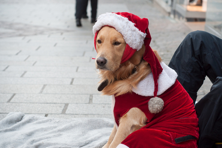 portrait of sad dog with christmas costume sitting in the streetの写真素材