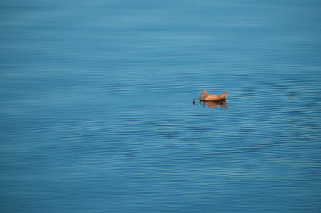 closeup of autumnal maple leaf floating on the water of the riverの写真素材