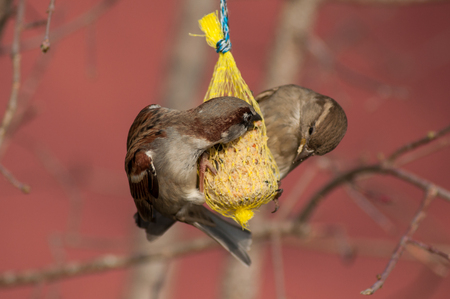 closeup of sparrows eating seeds in treeの写真素材