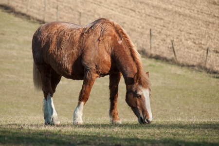 portrait of brown horse grazing in a meadowの写真素材
