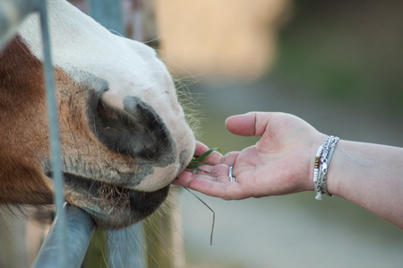 closeup of woman giving grass with hand to a brown horse behing a metallic fenceの写真素材