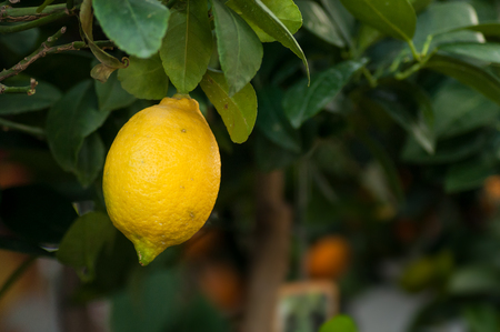 closeup of lemon fruit on lemon tree in green houseの写真素材